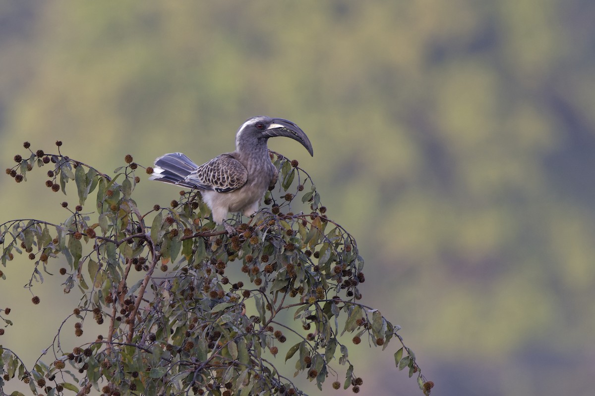 African Gray Hornbill - David Wright