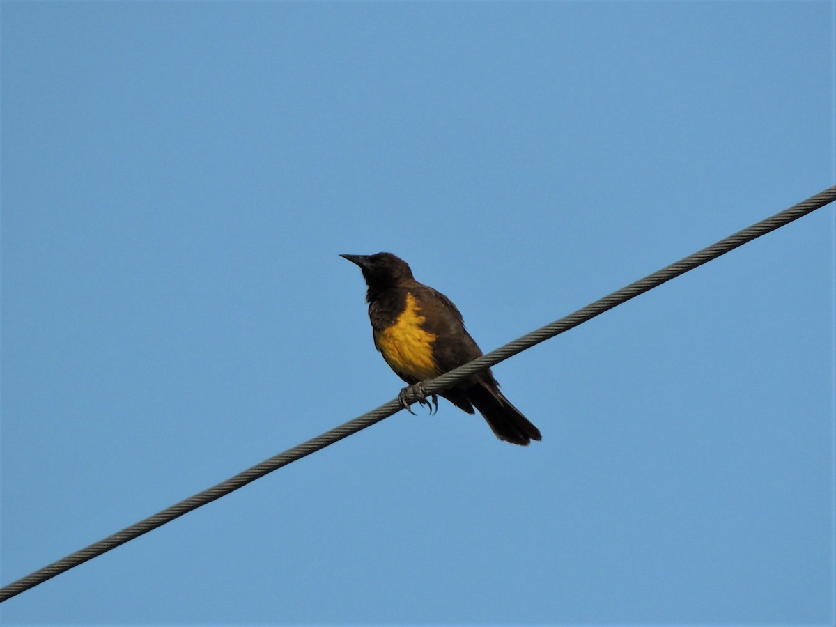 Brown-and-yellow Marshbird - ML399040251