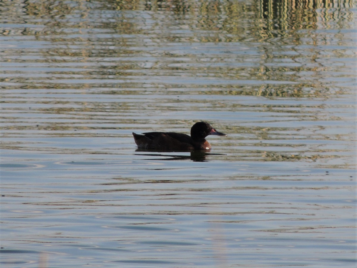 Black-headed Duck - ML399040731