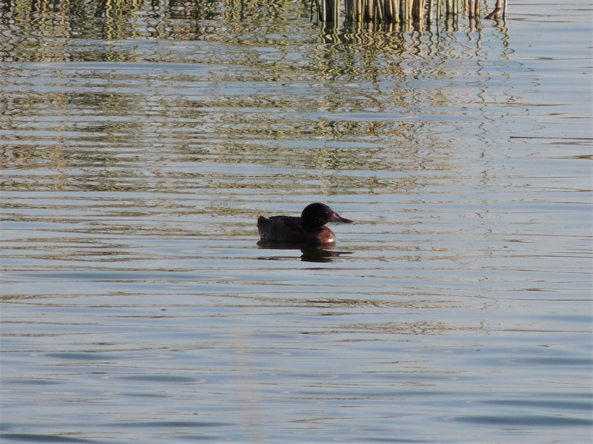 Black-headed Duck - ML399040741
