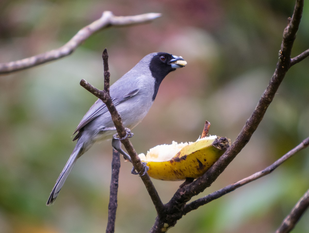 Black-faced Tanager - ML399041021