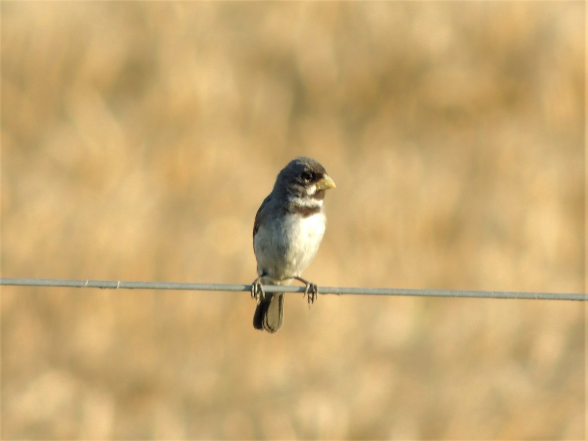 Double-collared Seedeater - ML399041031