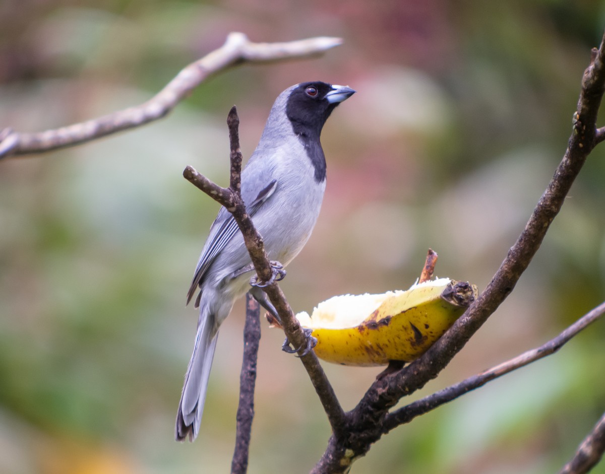Black-faced Tanager - ML399041041