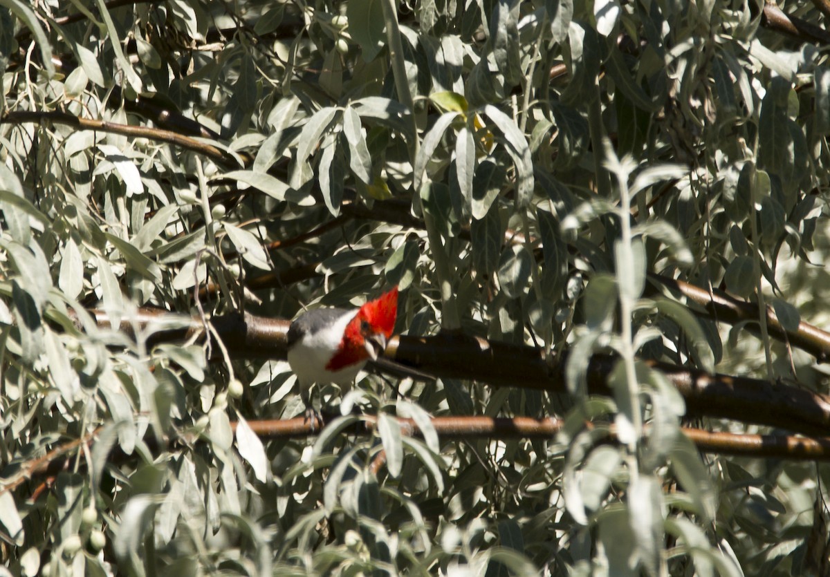 Red-crested Cardinal - ML399041391