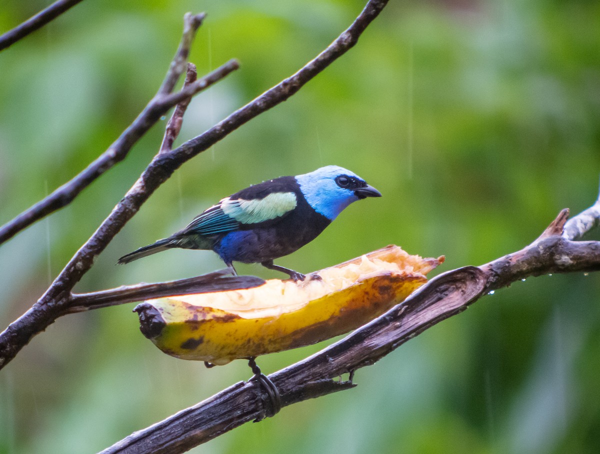 Blue-necked Tanager - ML399041511