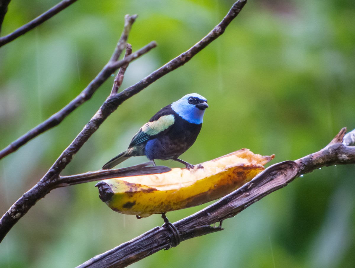 Blue-necked Tanager - ML399041541