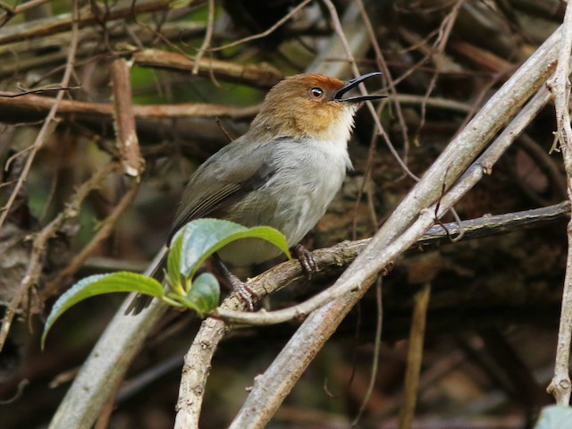 Probable adult African Tailorbird (subspecies&nbsp;<em class="SciName notranslate">metopias</em>). - African Tailorbird - 