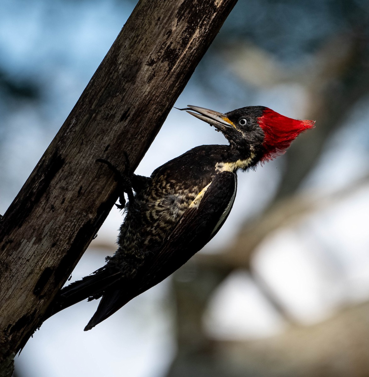 Lineated Woodpecker - Guy Tremblay