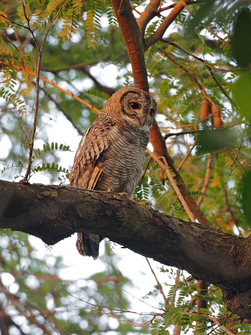 Mottled Wood-Owl - ML399053141
