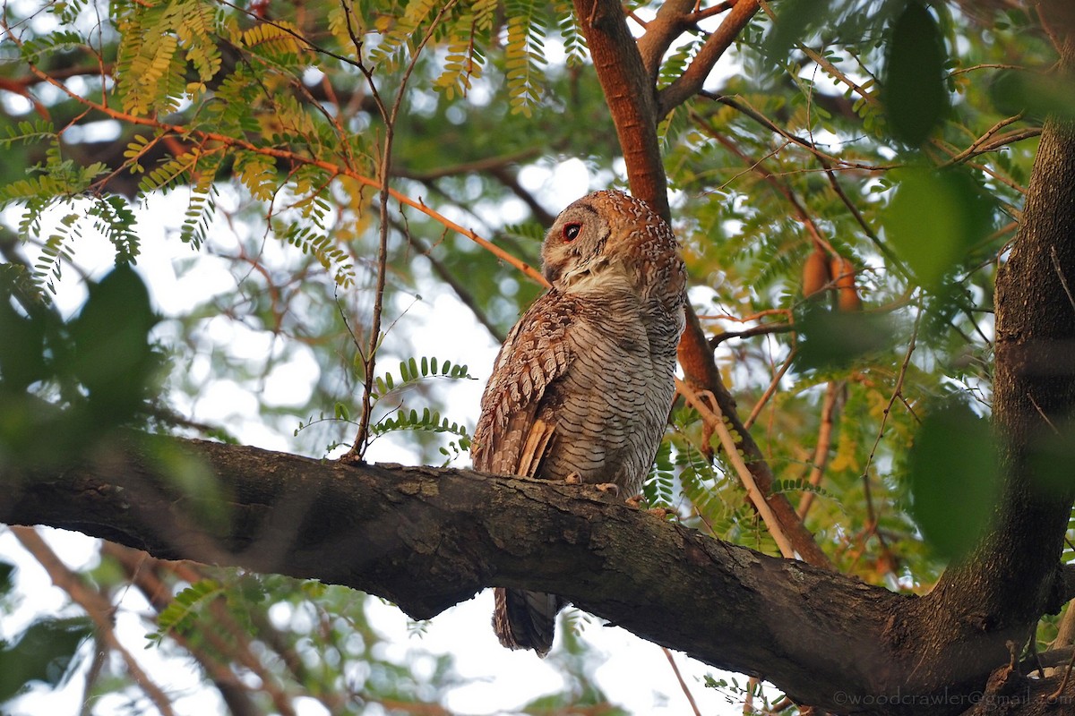 Mottled Wood-Owl - ML399053361