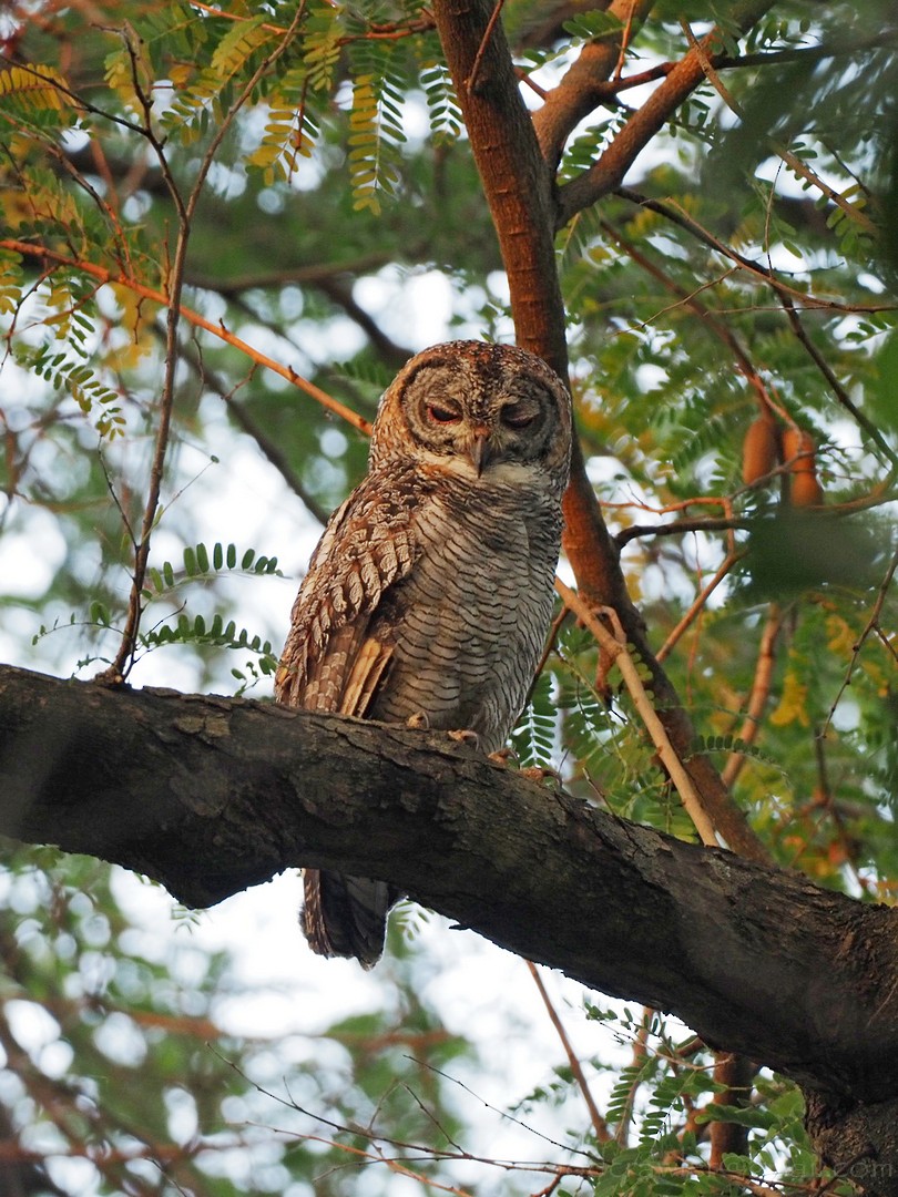 Mottled Wood-Owl - ML399053381