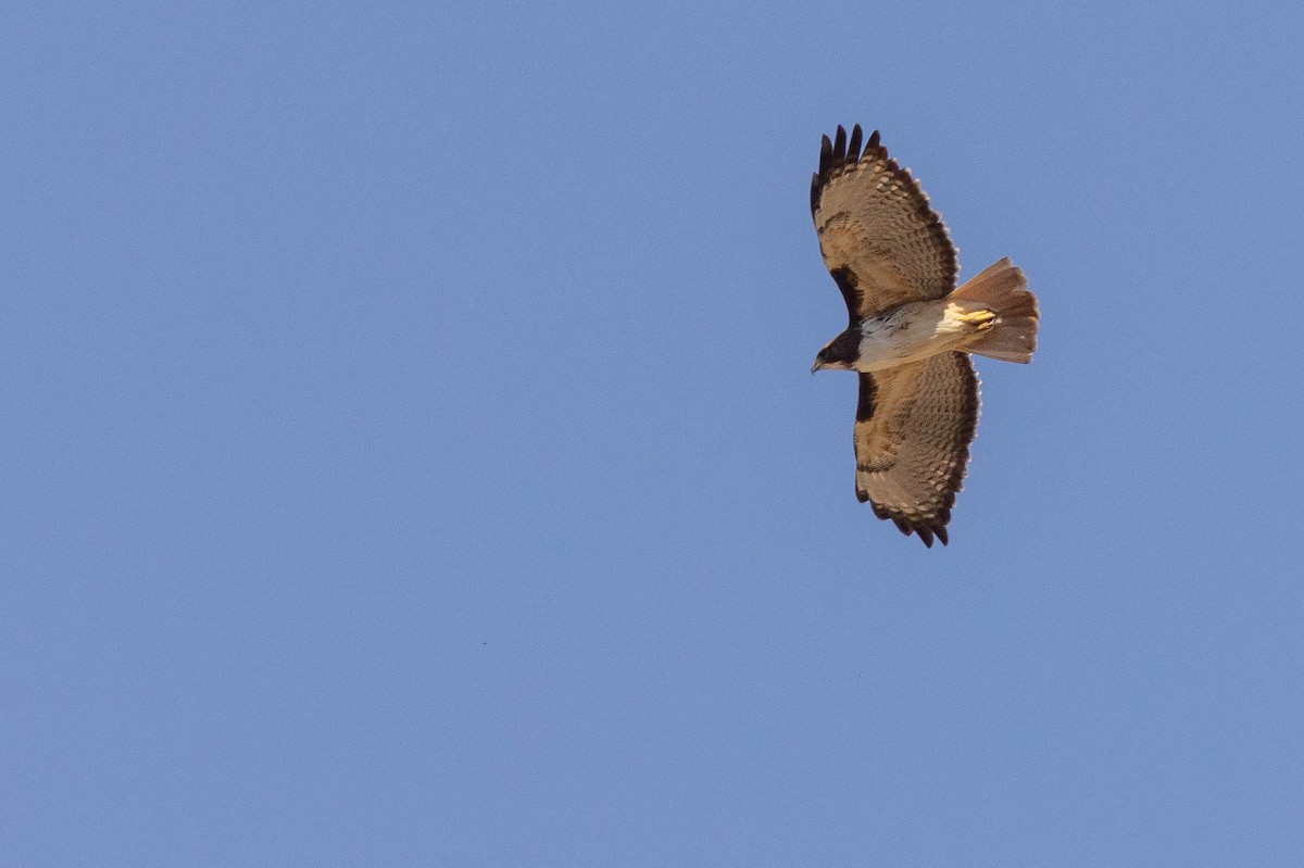 Red-tailed Hawk - ML399053991