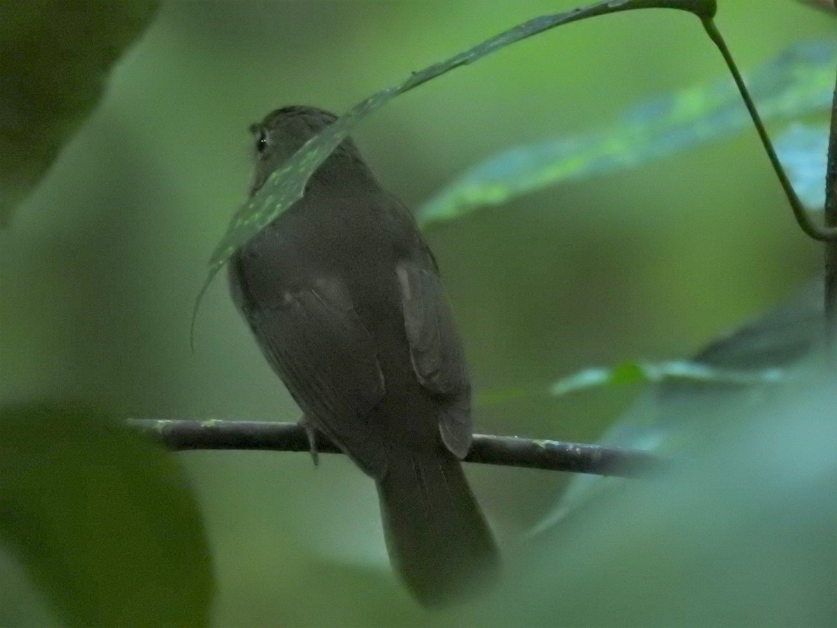 Nicobar Jungle Flycatcher - Praveen J