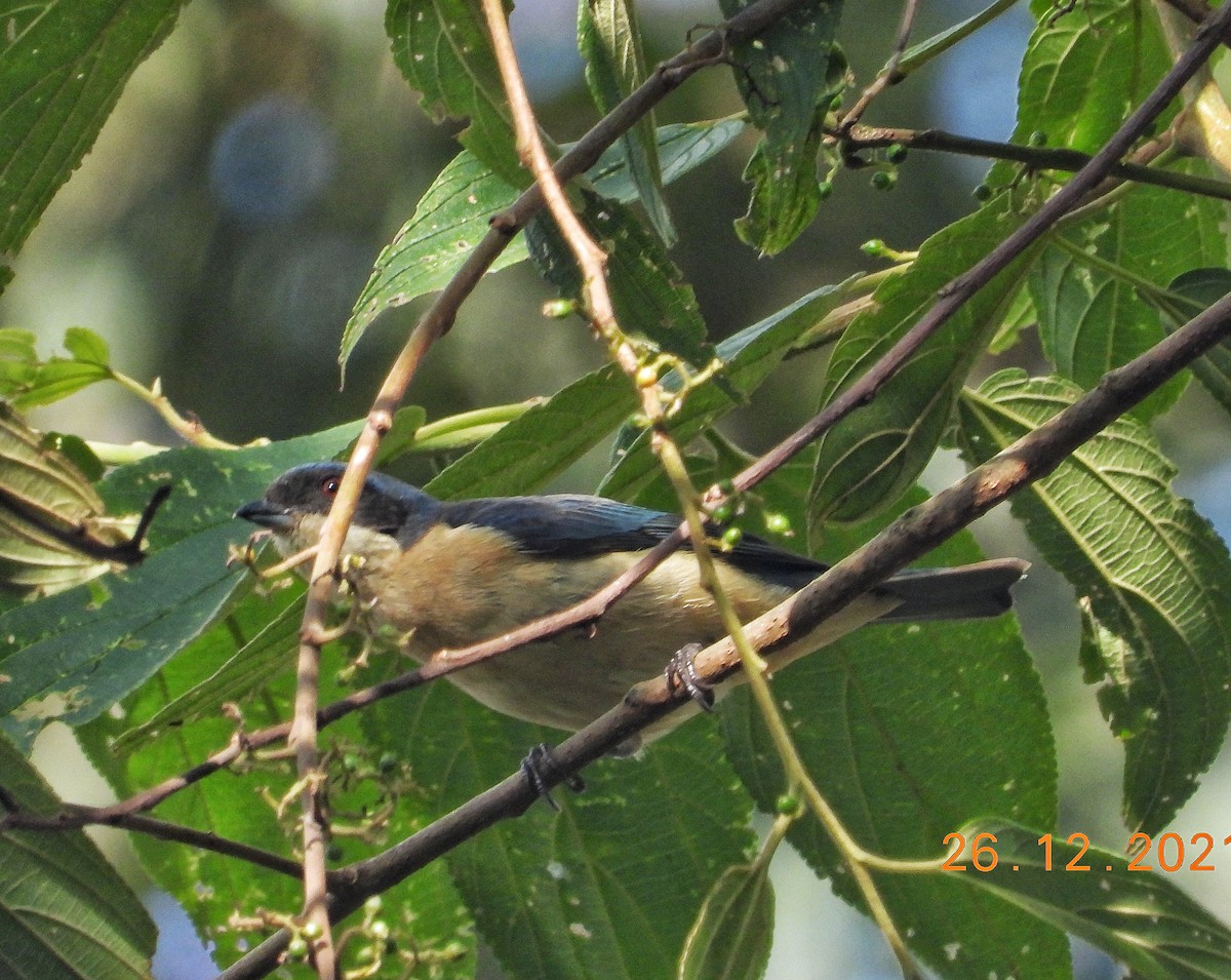 Fawn-breasted Tanager - ML399060341