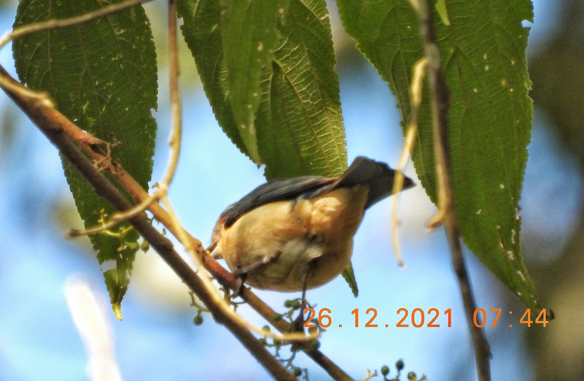 Fawn-breasted Tanager - ML399060371