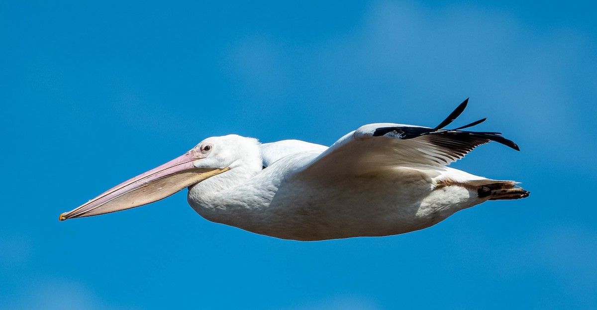 pelikán severoamerický - ML399062041