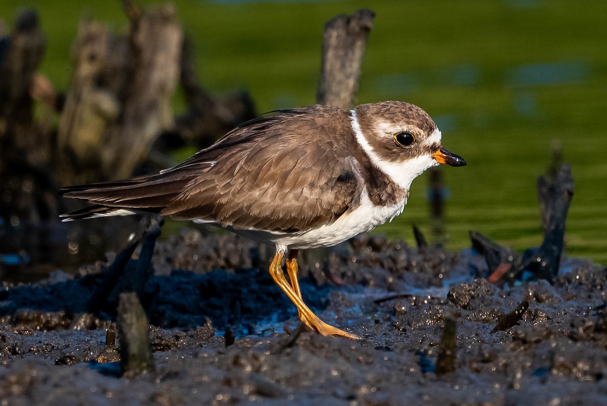 Semipalmated Plover - ML399062781