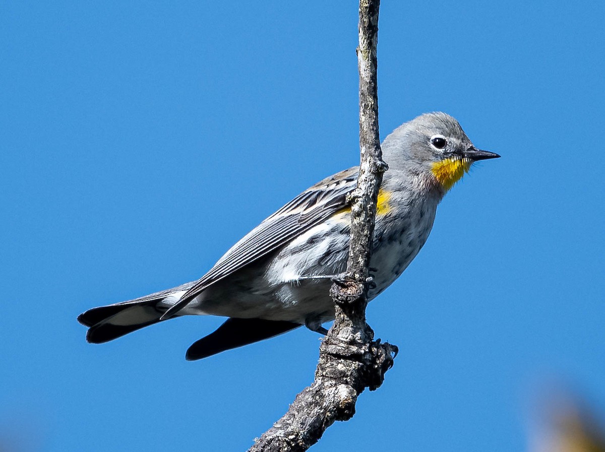 Yellow-rumped Warbler - Guy Tremblay