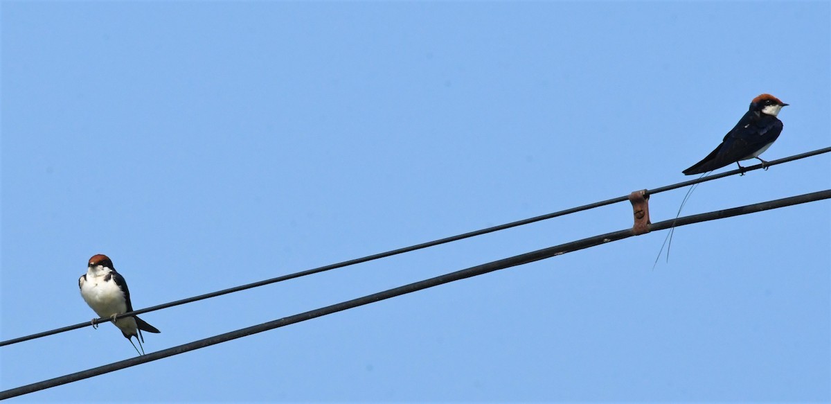 Wire-tailed Swallow - ML399065961