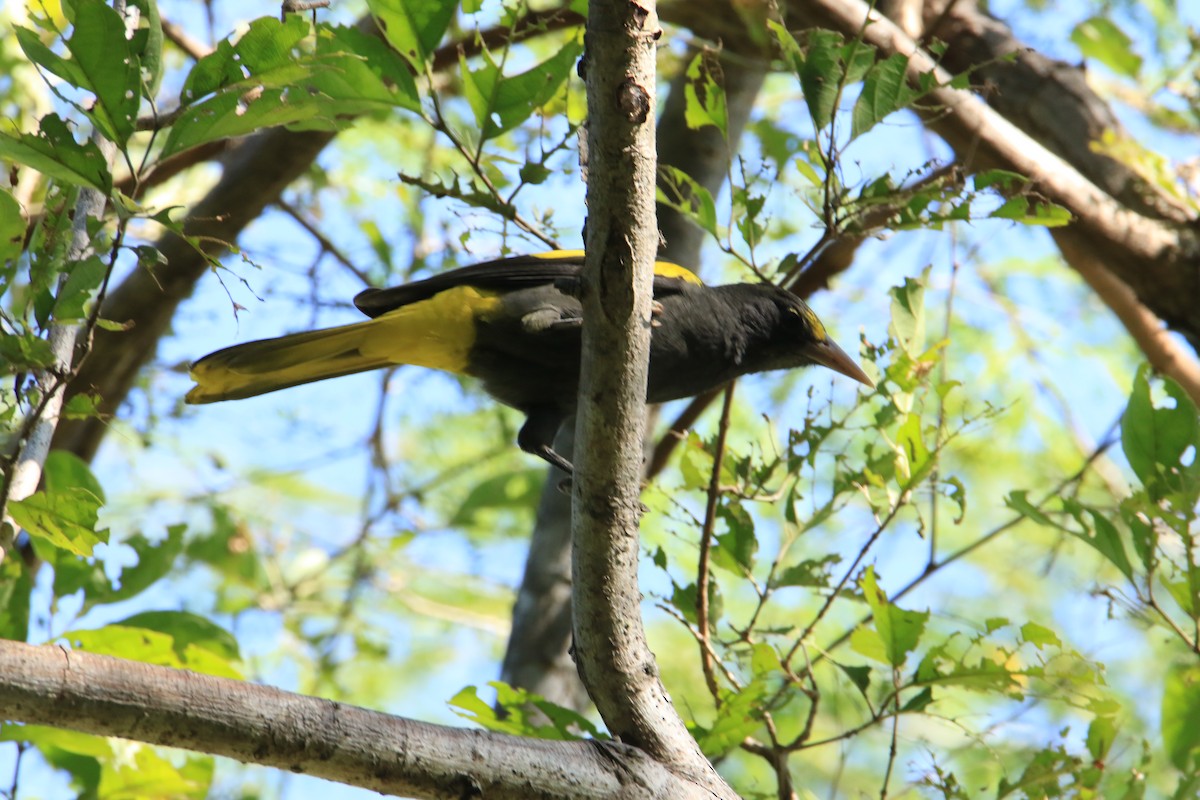 Yellow-winged Cacique - ML399070091