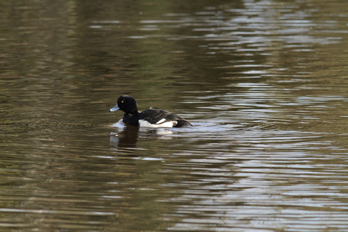 Tufted Duck - ML399070361