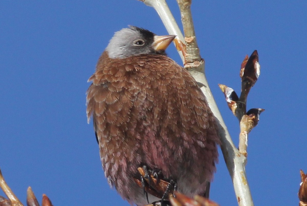 Gray-crowned Rosy-Finch - ML399071261