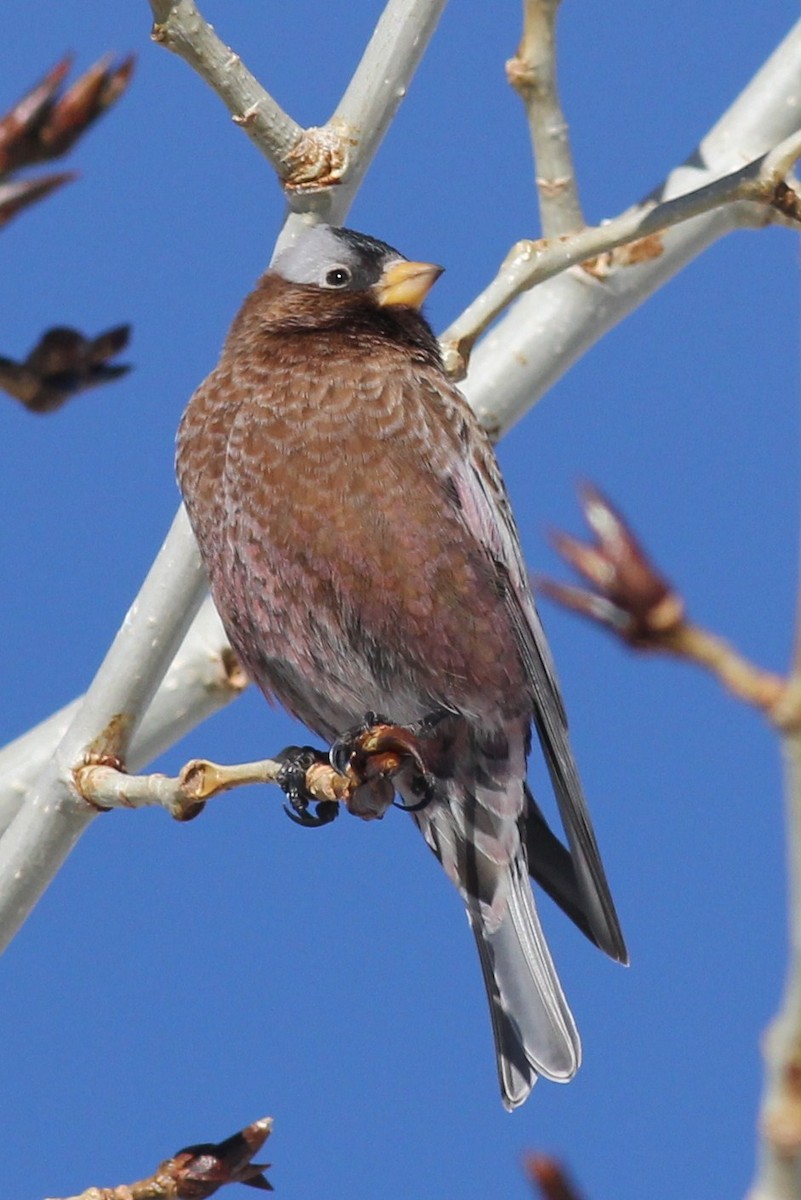 Gray-crowned Rosy-Finch - ML399071271