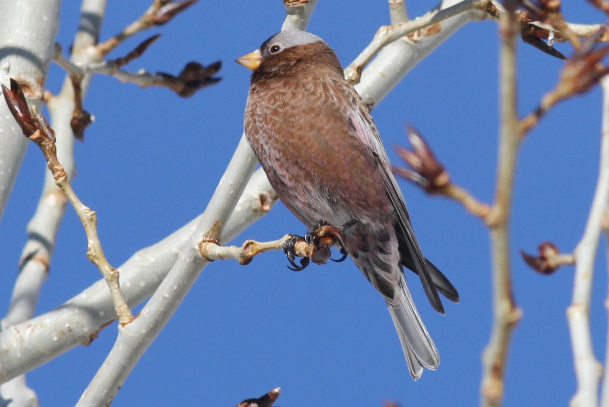 Gray-crowned Rosy-Finch - ML399071281