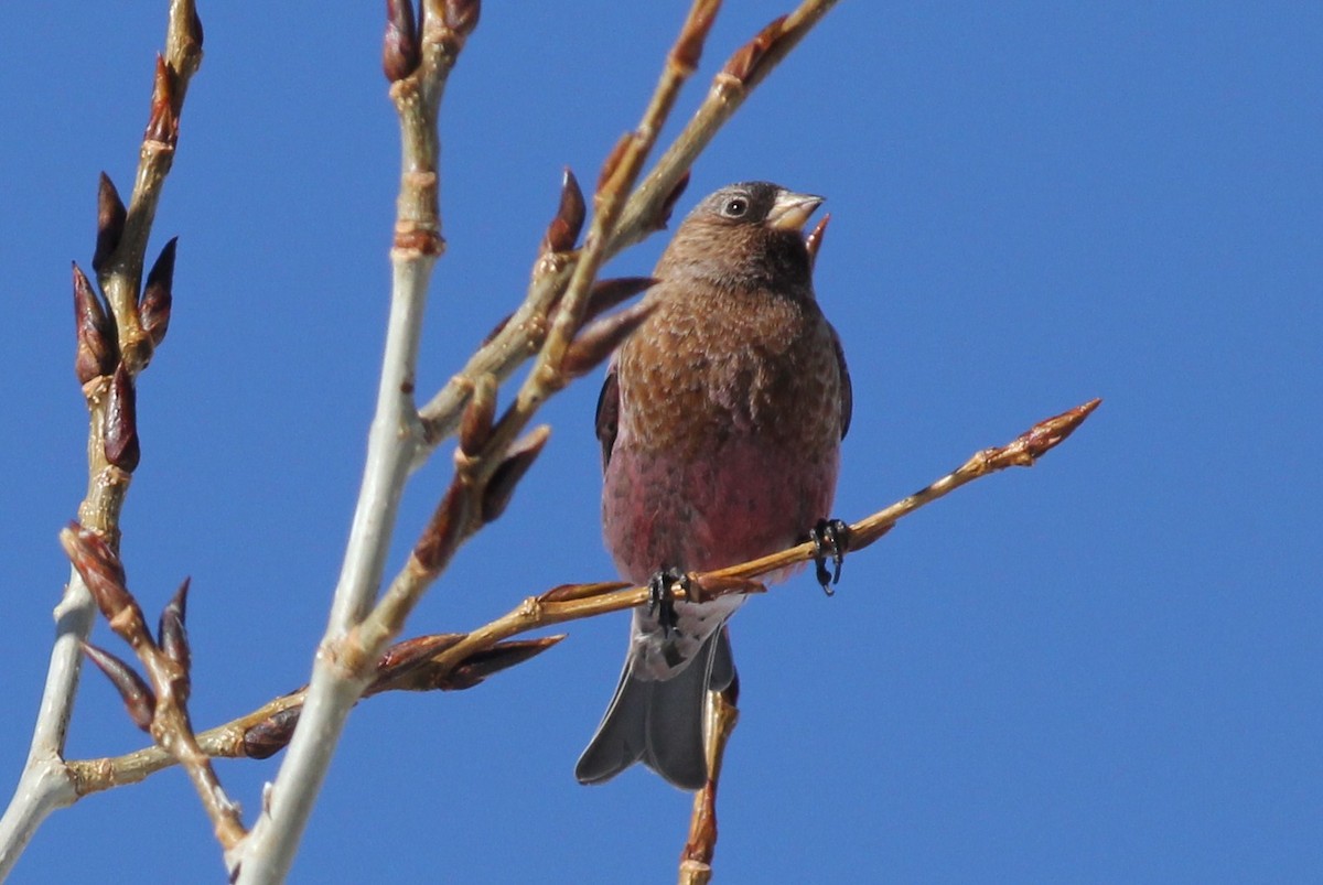 Brown-capped Rosy-Finch - ML399071501