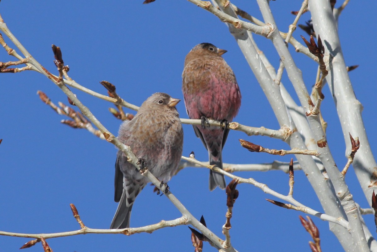 Brown-capped Rosy-Finch - ML399071521