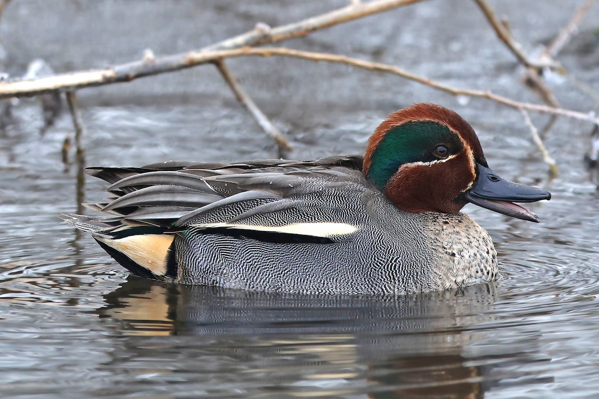 Green-winged Teal - ML399072761