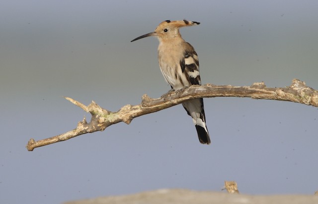 Adult (subspecies<em class="SciName notranslate">&nbsp;ceylonensis</em>/<em class="SciName notranslate">longirostris</em>): Frontal View. - Eurasian Hoopoe - 