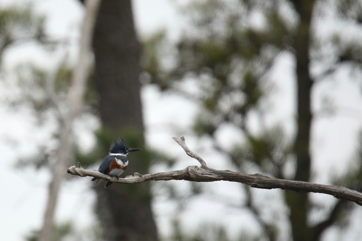 Belted Kingfisher - ML399077961