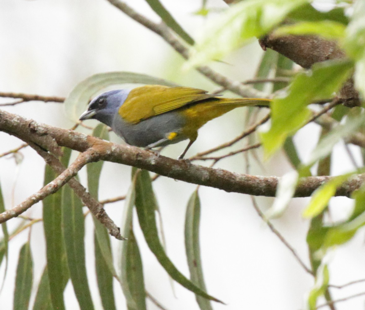Blue-capped Tanager - ML39907891