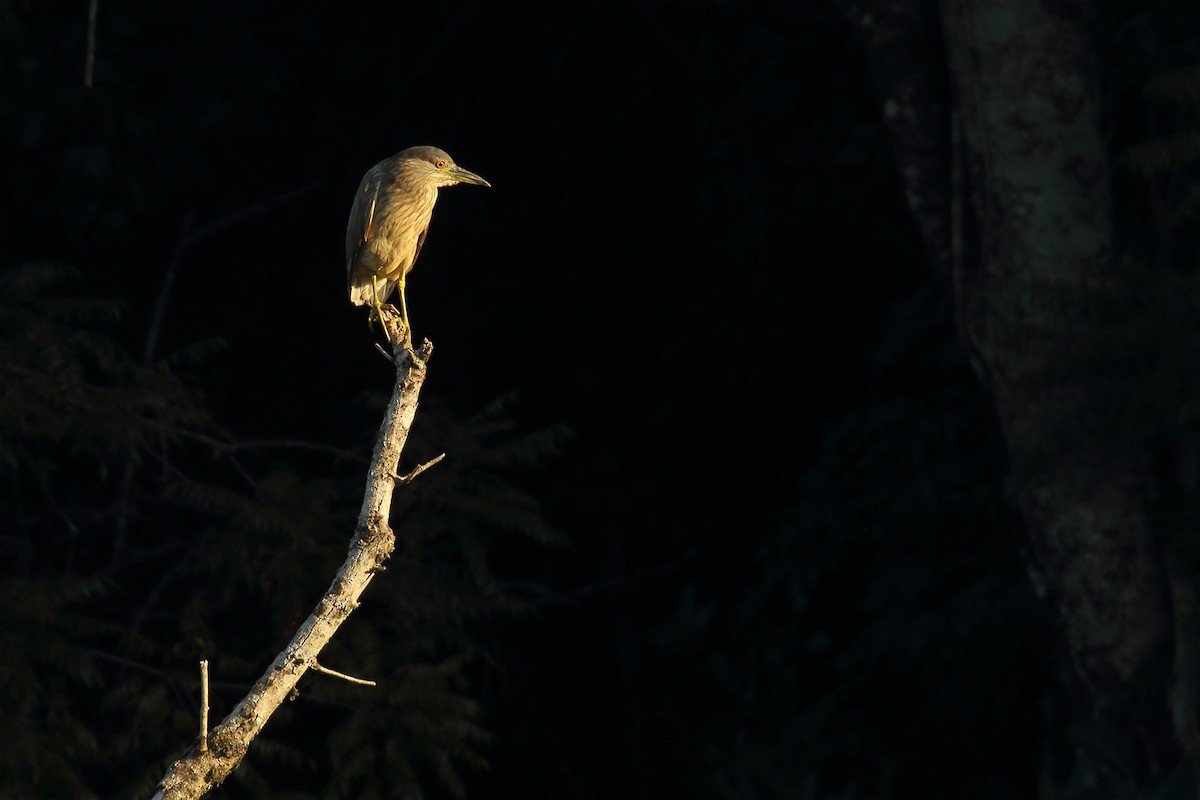 Black-crowned Night Heron - ML399081121