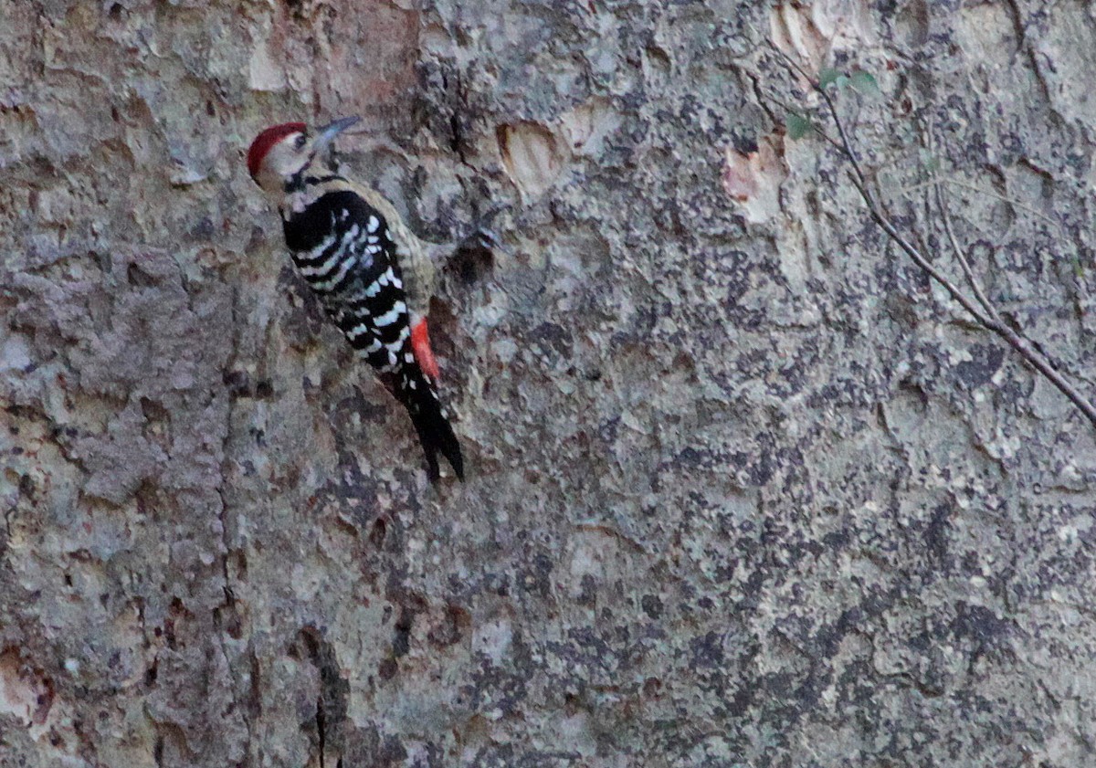Fulvous-breasted Woodpecker - ML399081941