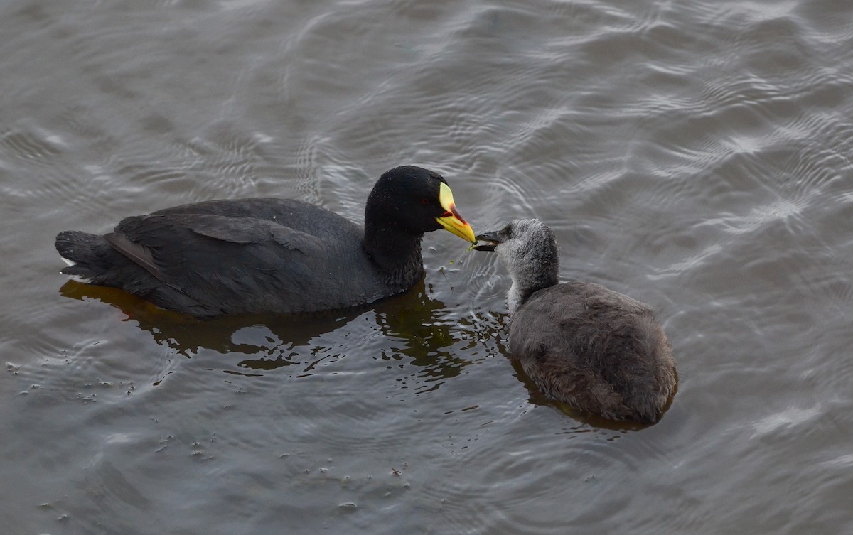 Red-gartered Coot - ML399083701