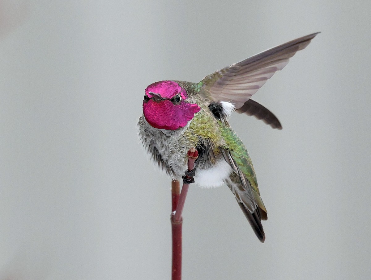 Anna's Hummingbird - ML399083951
