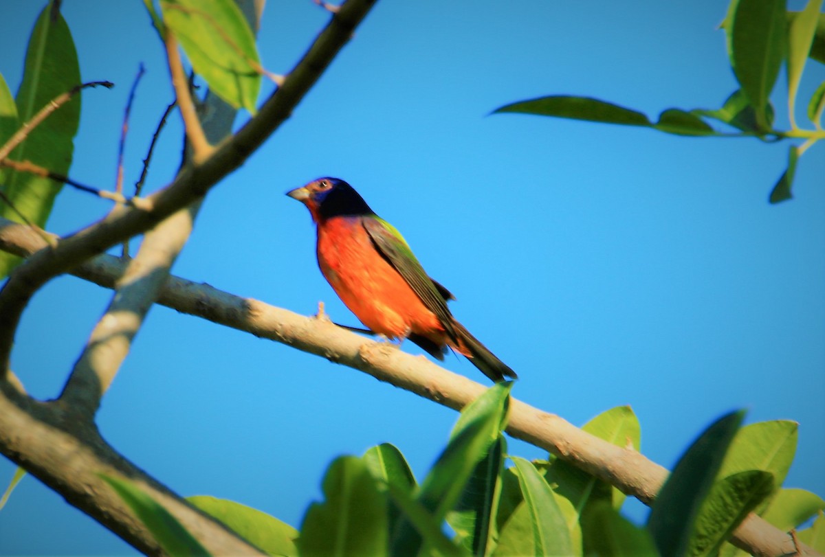 Painted Bunting - ML399086371