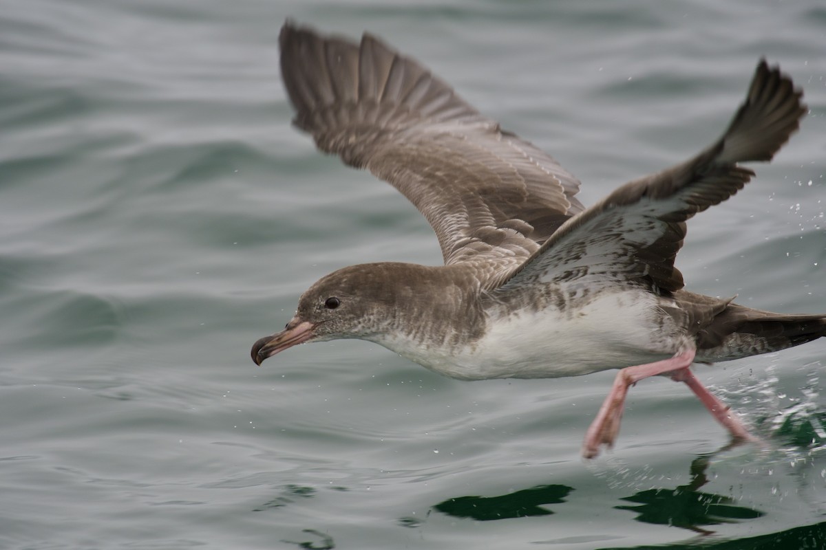 Pink-footed Shearwater - Neil Pankey