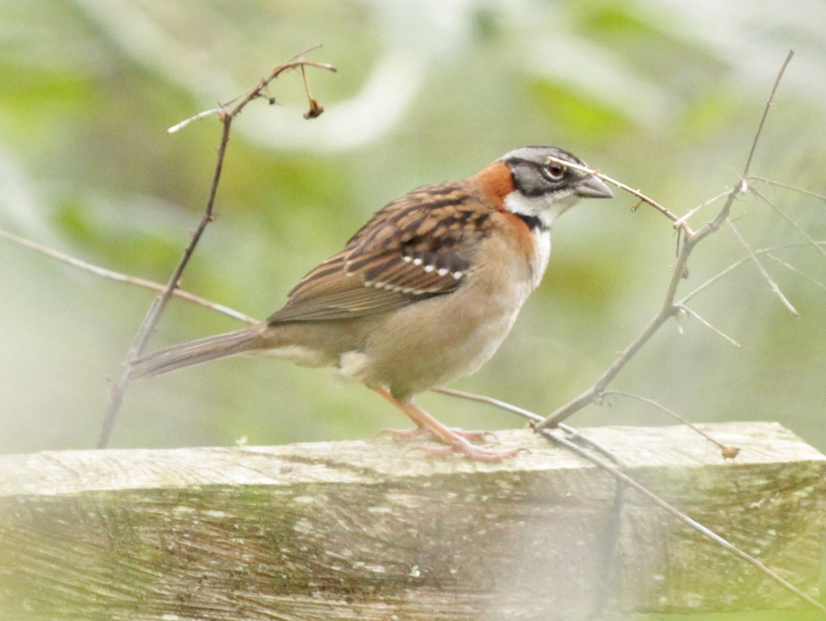 Rufous-collared Sparrow - Doug Korver