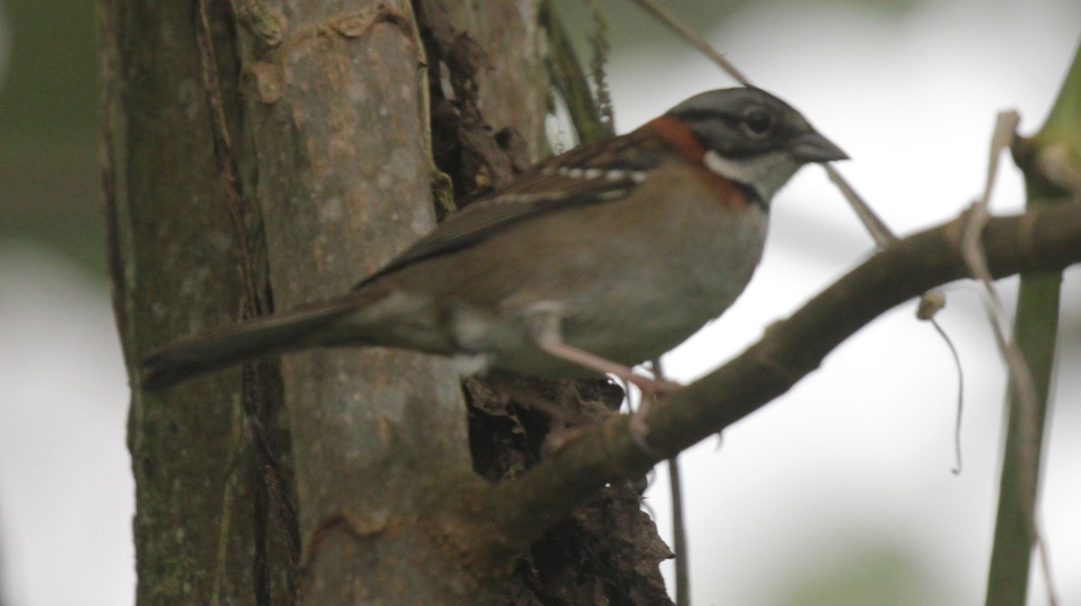 Rufous-collared Sparrow - ML39909251