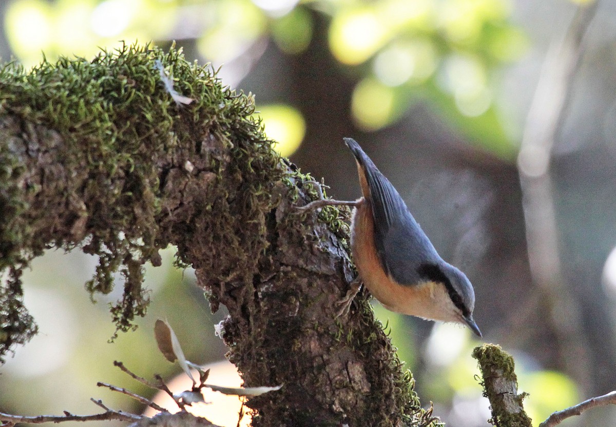 White-tailed Nuthatch - ML399095111