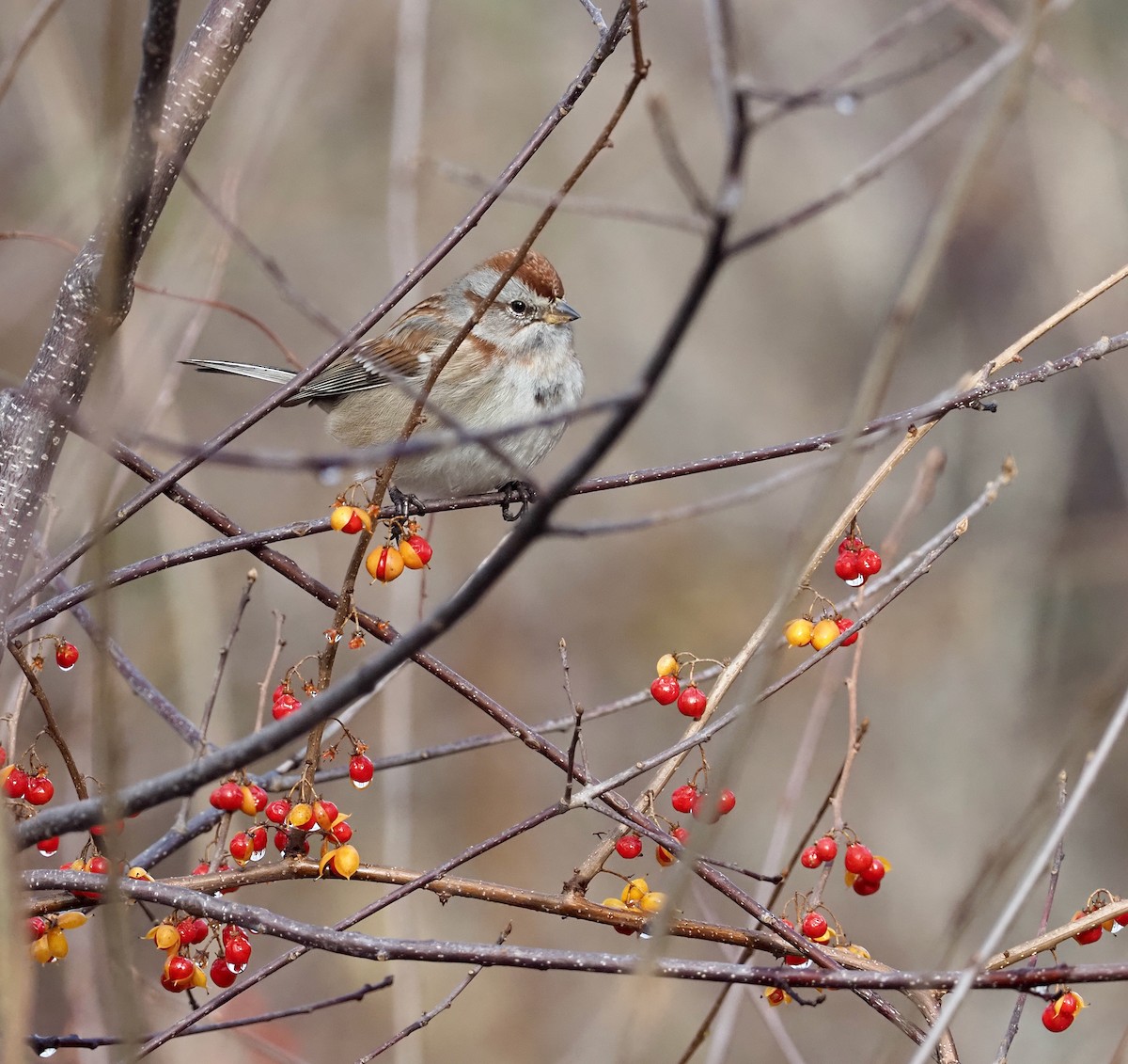 American Tree Sparrow - ML399095931