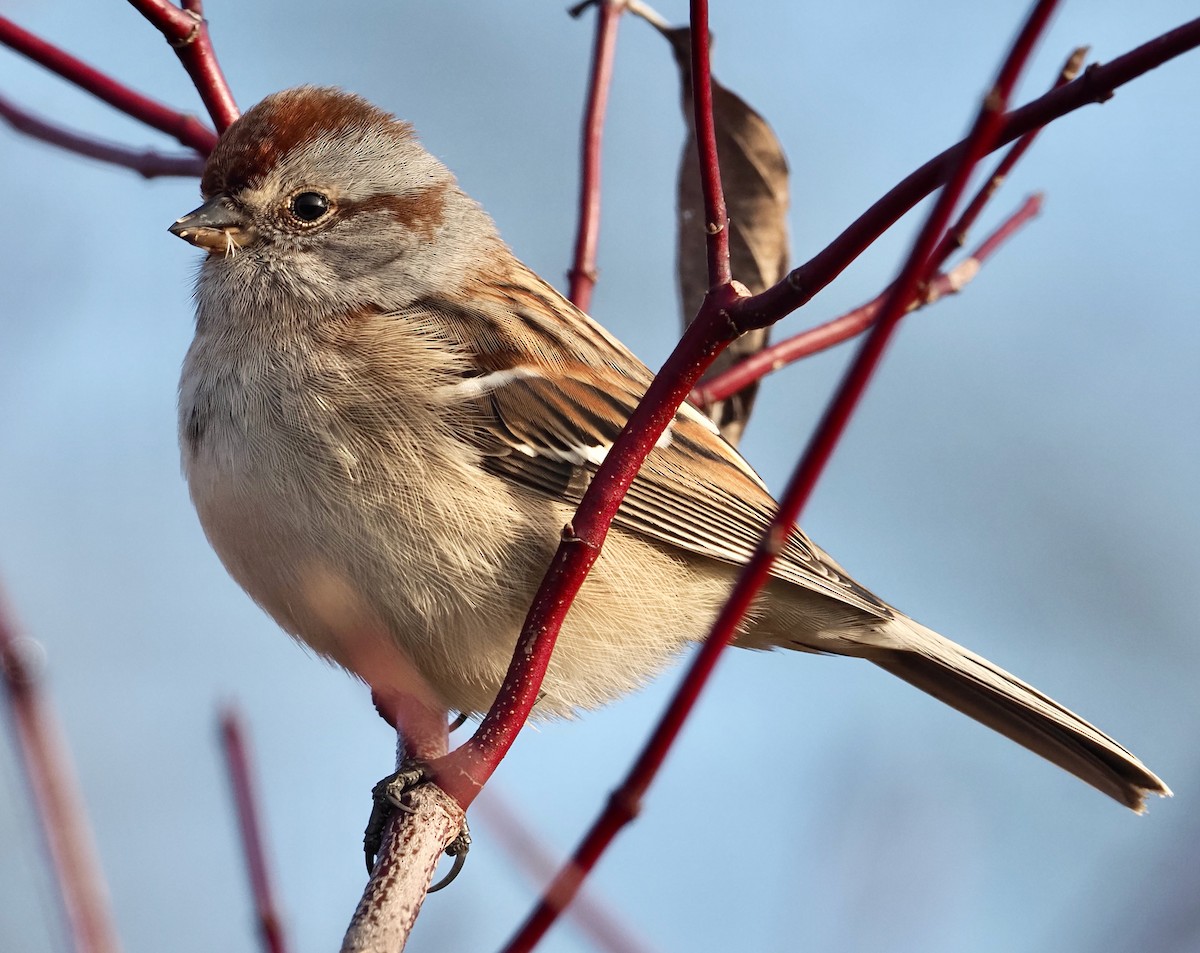 American Tree Sparrow - ML399096041