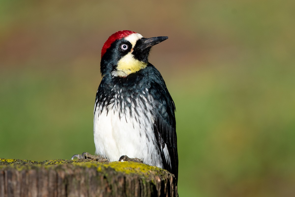 Acorn Woodpecker - Gizella Nyquist