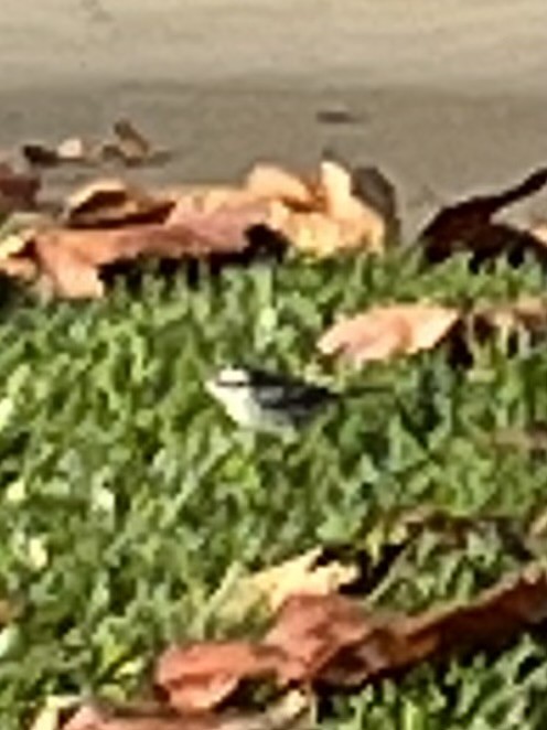 Black-throated Gray Warbler - ML399103851
