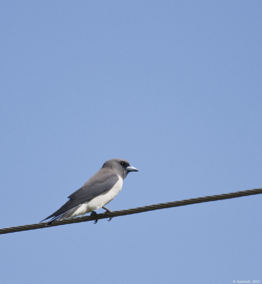 White-breasted Woodswallow - ML399108611