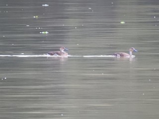 West Indian Whistling-Duck, ML399111841