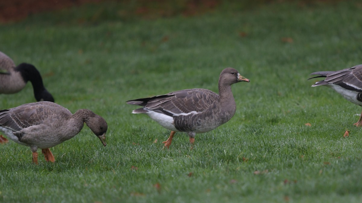 Greater White-fronted Goose - ML399118371